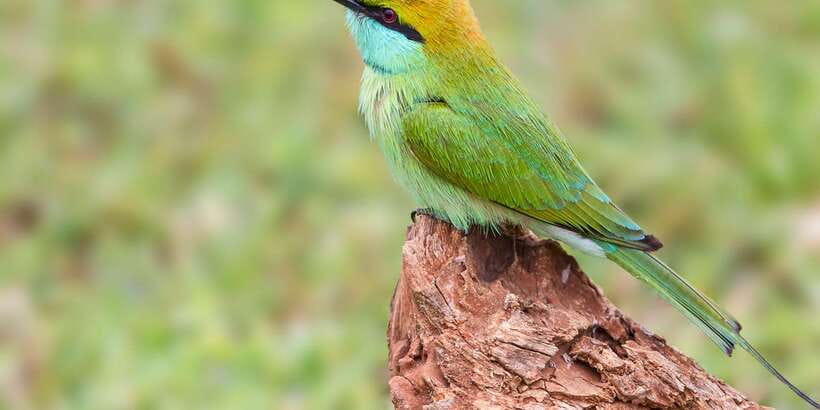 Bundala National Park Safari - Birding Paradise Tour - What $43 does and does not cover