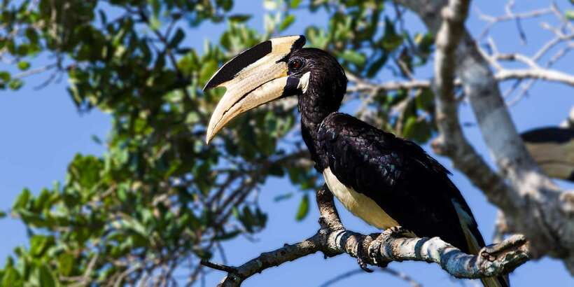 Bundala National Park Safari - Birding Paradise Tour - Guide quality and the limits of a small safari