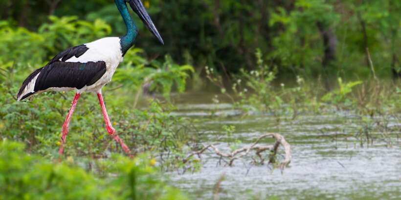 Bundala National Park Safari - Birding Paradise Tour - The first hour: thorn scrub, marshes, and open water