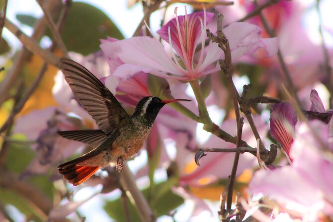 Cabo birding | Bird watching at bird sanctuary - Why San José del Cabo’s estuary is worth your time