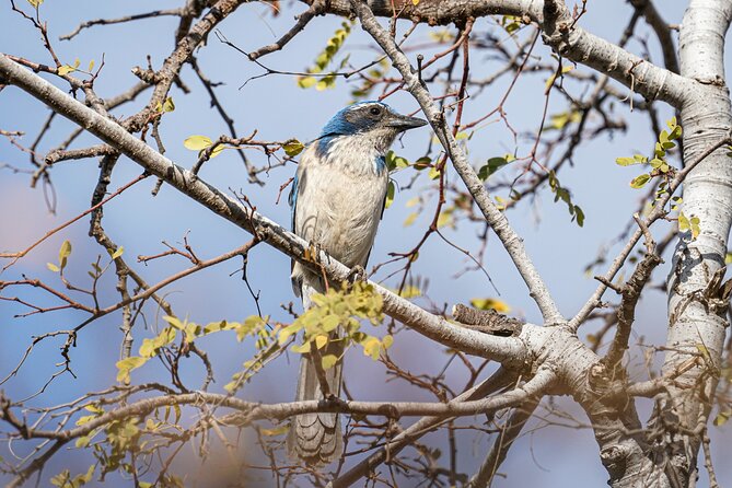 Cabo birding | Bird watching at bird sanctuary - Why the small group matters