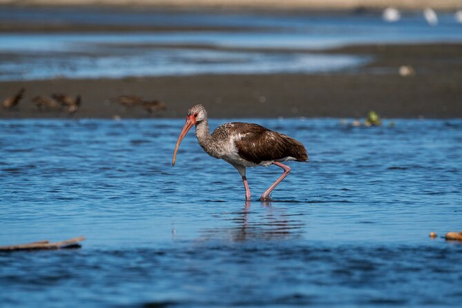 Cabo birding | Bird watching at bird sanctuary - Who will enjoy this bird sanctuary outing