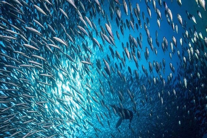 Cabo San Lucas Arch Boat Tour and Snorkeling at Pelican Rock - Sea lions, rock formations, and the return ride