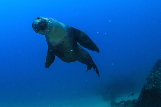 Cabo San Lucas Arch Boat Tour and Snorkeling at Pelican Rock - What the $89.10 price includes