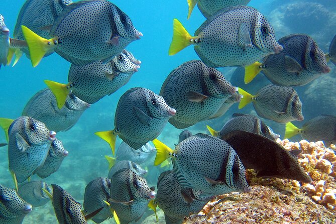 Cabo San Lucas Boat Tour and Snorkel at Pelican Rock - Food, Drinks, Equipment, and Comfort