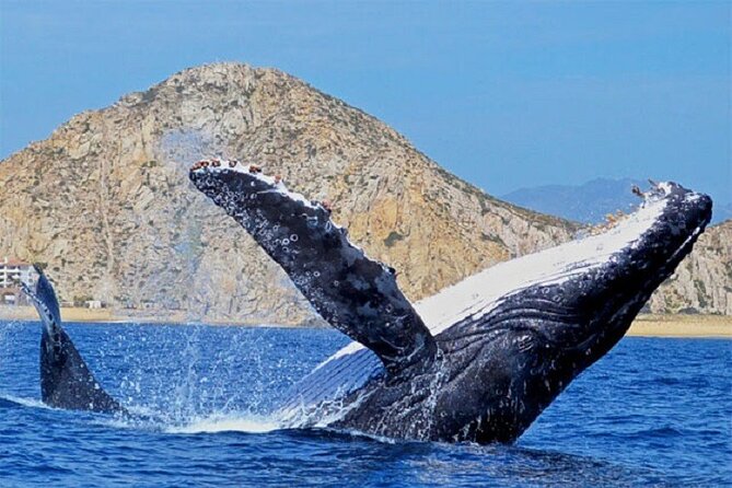 Cabo San Lucas Boat Tour and Snorkel at Pelican Rock - Is $80.10 a Fair Price?