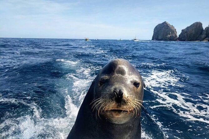 Cabo San Lucas Boat Tour and Snorkel at Pelican Rock - Who Should Book This Cabo Snorkeling Tour?