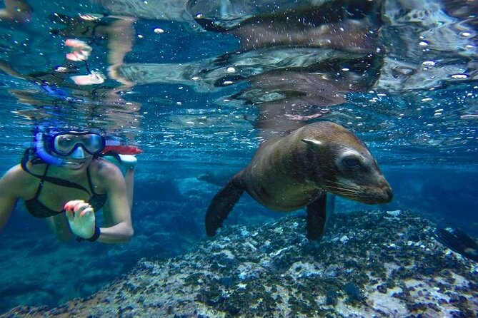 Cabo San Lucas Boat Tour and Snorkel at Pelican Rock - Snorkeling at Pelican Rock