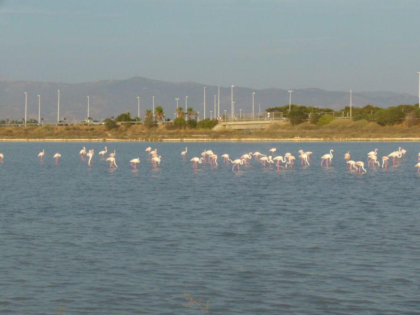 Cagliari: Bike Tour in the Flamingo Oasis - Starting in the Marina and along Via Roma