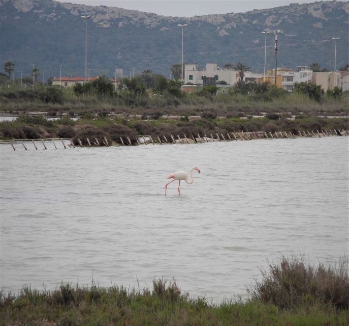 Cagliari: Bike Tour in the Flamingo Oasis - The guides make the short route worthwhile