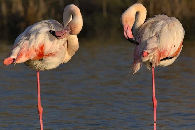Cagliari city tour and flamingo park by minivan and on foot - Molentargius Park and its pink flamingos