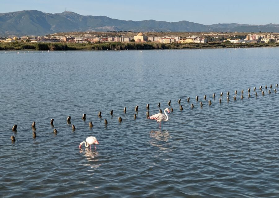Cagliari E-Bike Tour: Canals & Flamingos at Molentargius - Weather, clothing, and practical preparation