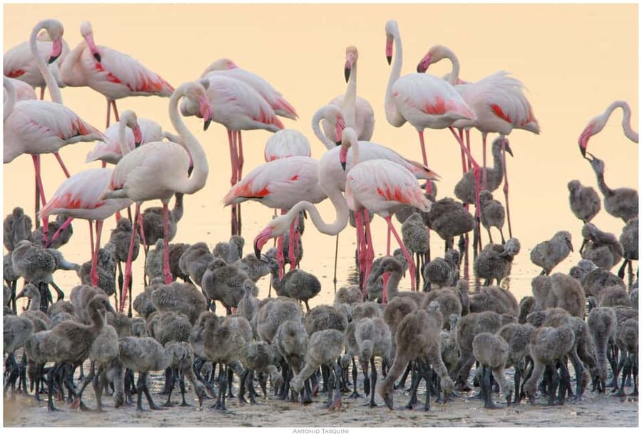 Cagliari: EcoSafari Flamingos Tour in Molentargius Park - Riding the electric minibus through the salt pans
