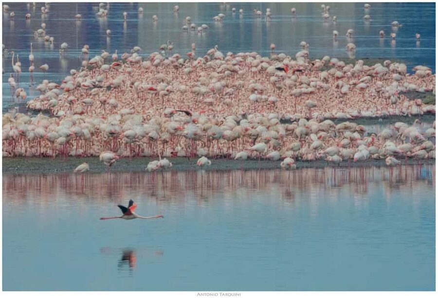 Cagliari: EcoSafari Flamingos Tour in Molentargius Park - Seeing the Fossil Beaches of Is Arenas