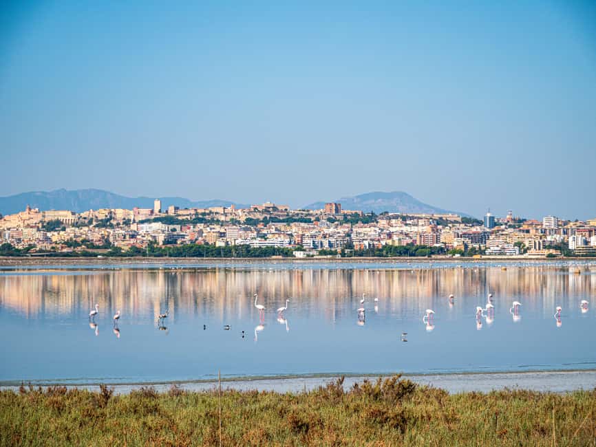 Cagliari: EcoSafari Flamingos Tour in Molentargius Park - Is the $29 price fair?
