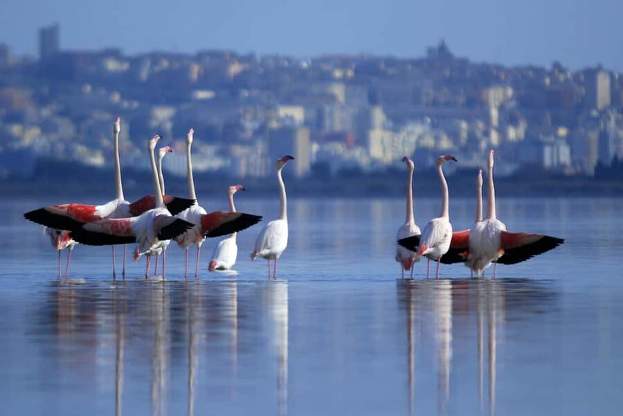 Cagliari: EcoSafari Flamingos Tour in Molentargius Park - Who will enjoy this tour most
