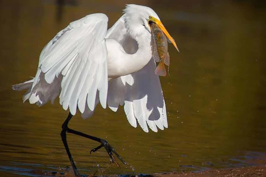Cairo: Wadi El Ryan Fayoum Oasis &Bird Watching Private Tour - Crystal Mountain and the day’s visual highlight