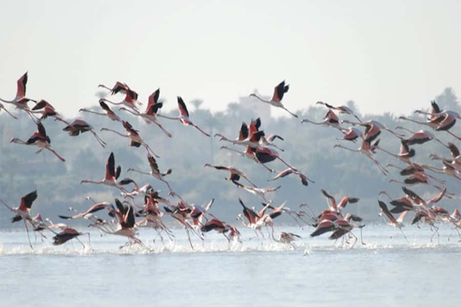Cairo: Wadi El Ryan Fayoum Oasis &Bird Watching Private Tour - A late lunch in Fayoum
