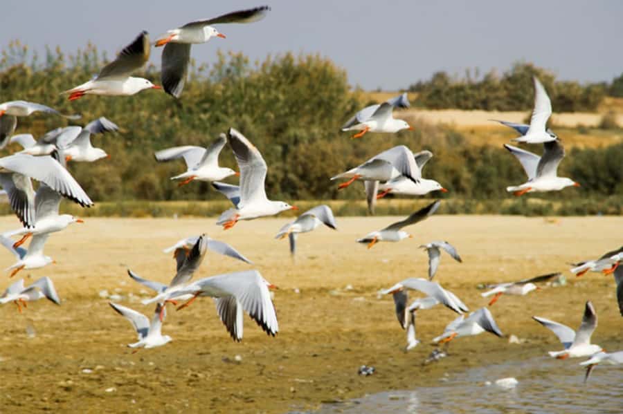 Cairo: Wadi El Ryan Fayoum Oasis &Bird Watching Private Tour - Who will enjoy this eight-hour outing