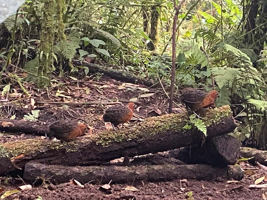 Cali: Bird Watching in The San Antonio Fog Forest - Key points to know before you go