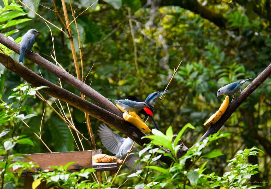Cali: Bird Watching in The San Antonio Fog Forest - Why the San Antonio Fog Forest is special for birdwatching