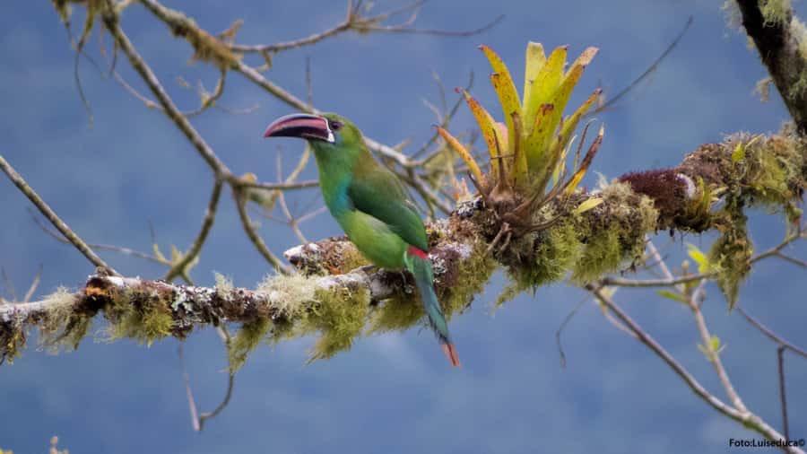 Cali: Bird Watching in The San Antonio Fog Forest - Four and a half hours among six viewing areas