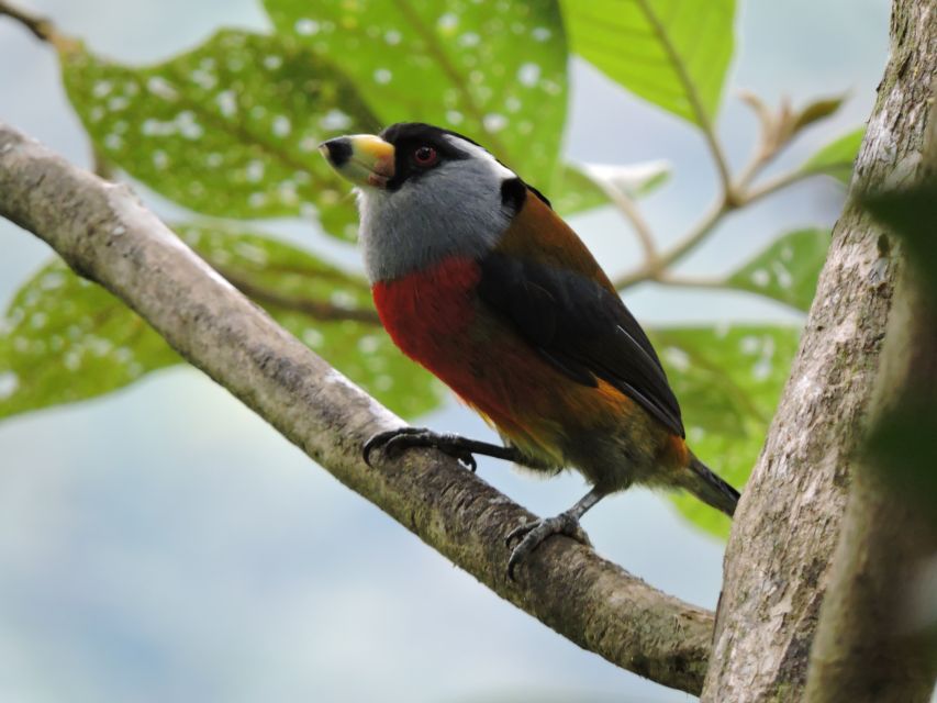 Cali: Bird Watching in The San Antonio Fog Forest - What to wear in a forest that can change quickly