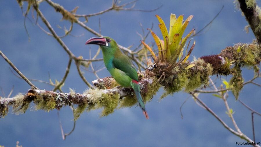 Cali: Bird Watching in The San Antonio Fog Forest - Coffee, snacks, and the meals you must arrange