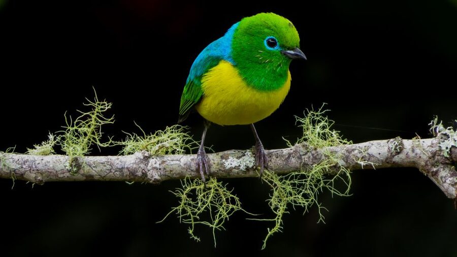 Cali: Bird Watching in The San Antonio Fog Forest - Who should book this forest outing?