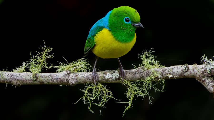 Cali: Bird Watching in The San Antonio Fog Forest - Leaving Cali from the Intercontinental Hotel