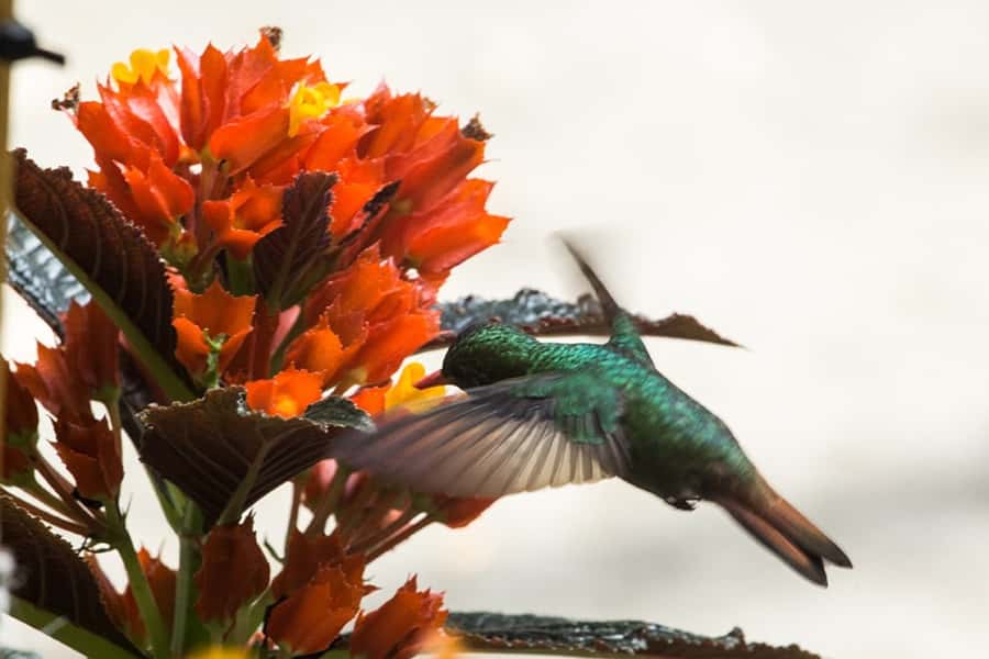 Cali: Birdwatching in la Cumbre - Breakfast and a 40-minute picnic break