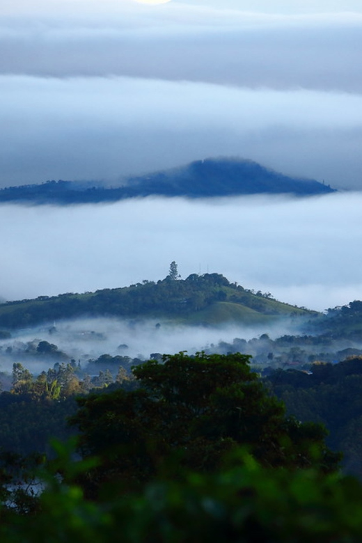 Cali: Birdwatching in la Cumbre - Walking the cloud forest and private reserve