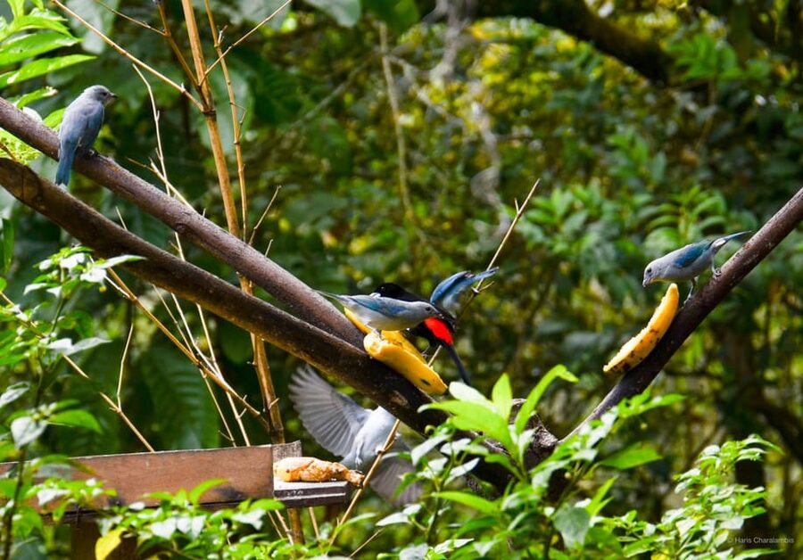 Cali: Birdwatching in la Cumbre - Lunch and the return to Cali