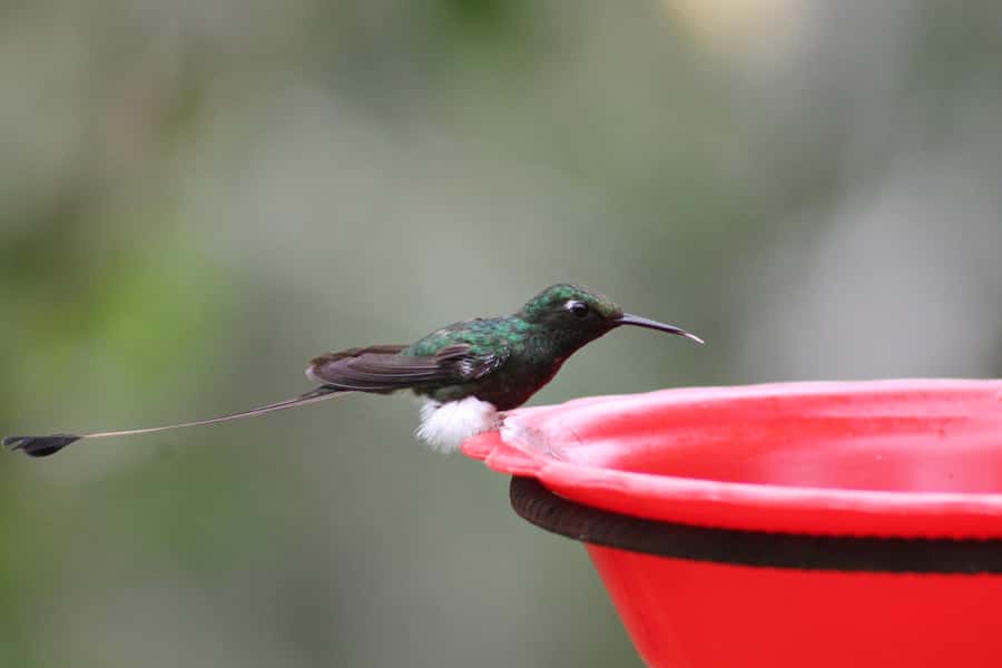 Cali: Hummingbird Watching & Photography Tour - Key points to know before you book