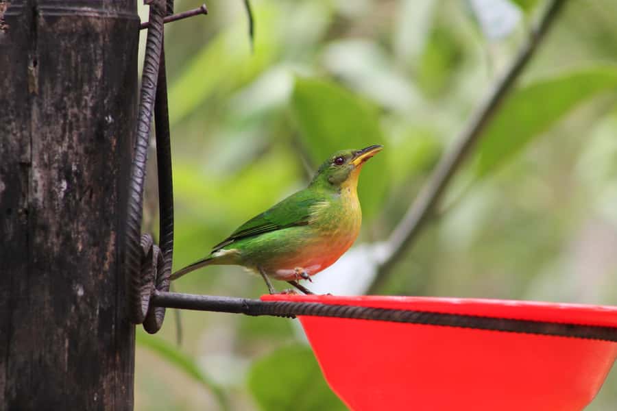 Cali: Hummingbird Watching & Photography Tour - Booking details that matter