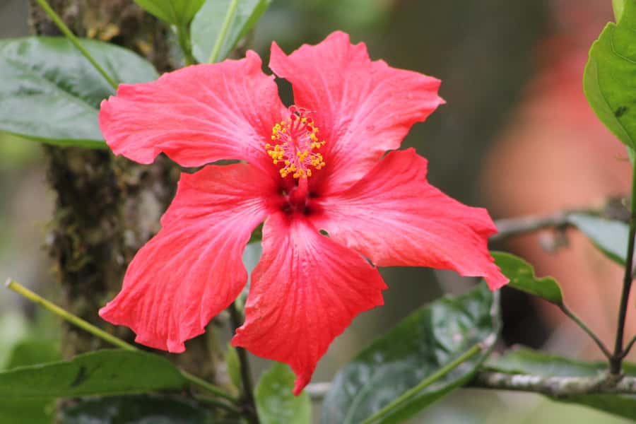 Cali: Hummingbird Watching & Photography Tour - Why Finca Alejandría makes hummingbird watching easy