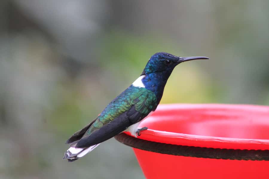 Cali: Hummingbird Watching & Photography Tour - Arriving at the cool western mountains