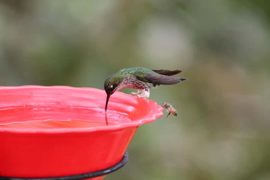 Cali: Hummingbird Watching & Photography Tour - What is included for $65