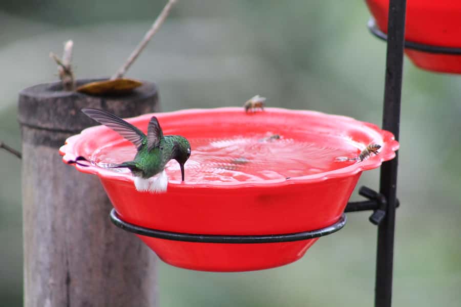 Cali: Hummingbird Watching & Photography Tour - Snacks, coffee, and small local touches