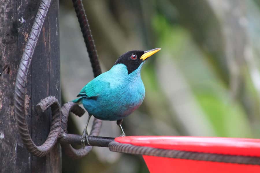 Cali: Hummingbird Watching & Photography Tour - Who will get the most from this tour
