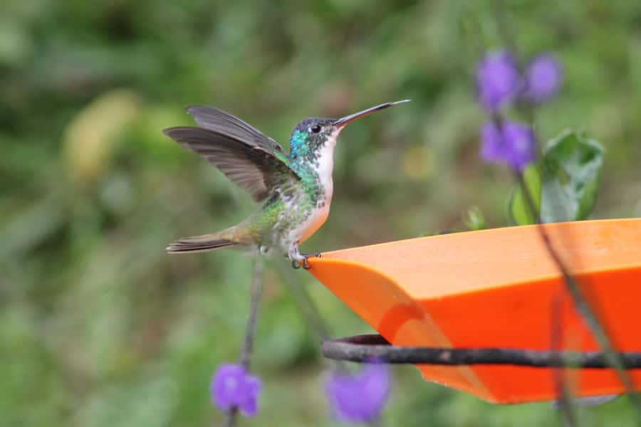 Cali: Hummingbird Watching & Photography Tour - The one-hour ride from Cali