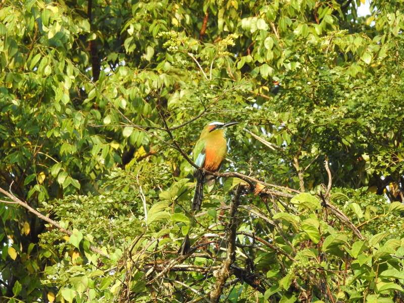 Cancún: Guided Birdwatching Hike - Booking details worth checking first