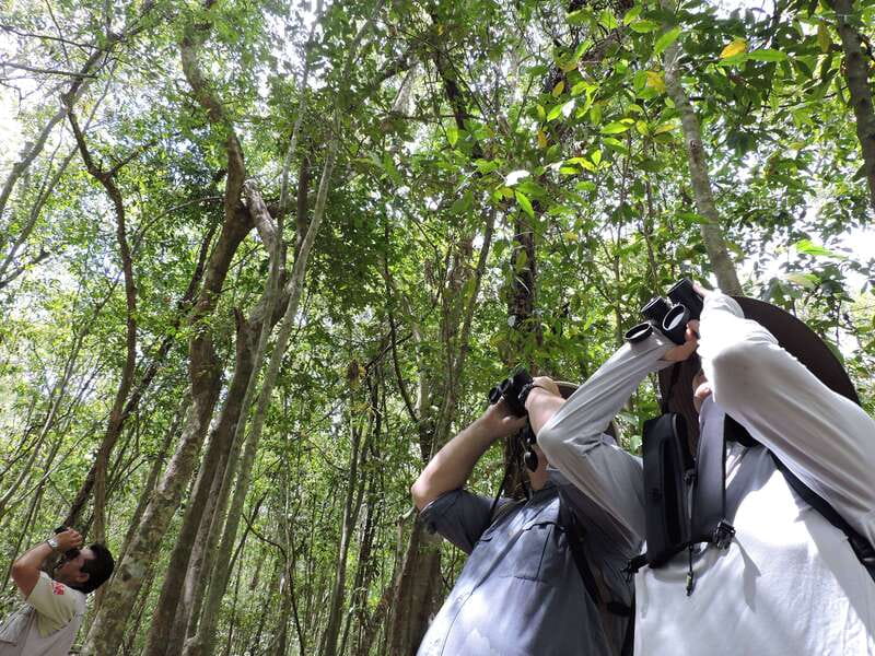 Cancún: Guided Birdwatching Hike - Three hours of birdwatching in Mayan jungle