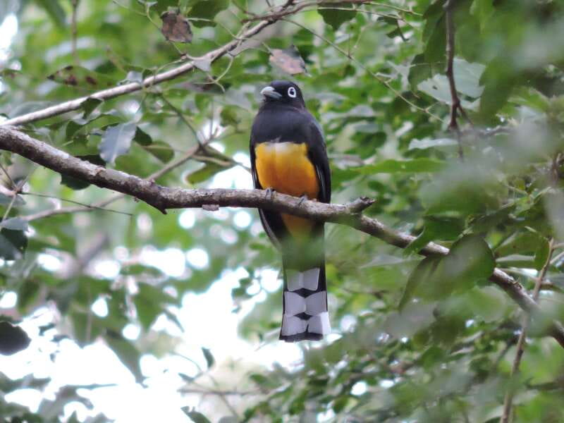Cancún: Guided Birdwatching Hike - A small group makes birdwatching easier