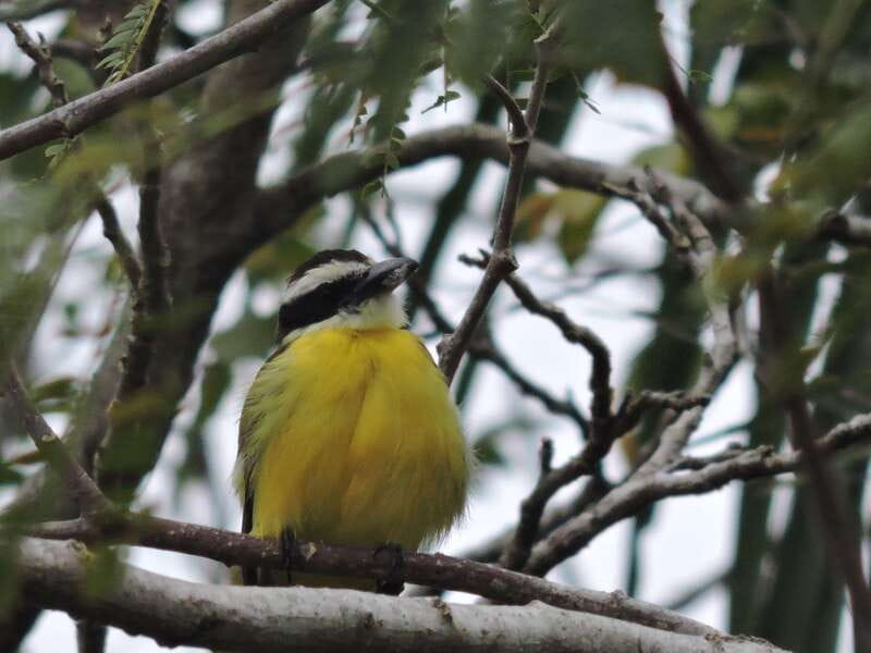 Cancún: Guided Birdwatching Hike - What the price of $169 includes