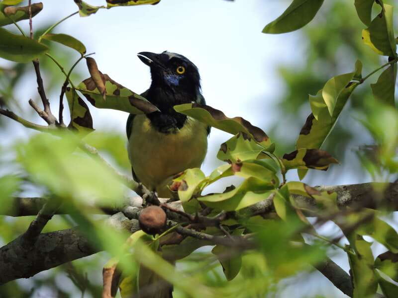 Cancún: Guided Birdwatching Hike - What previous outings suggest about the guide