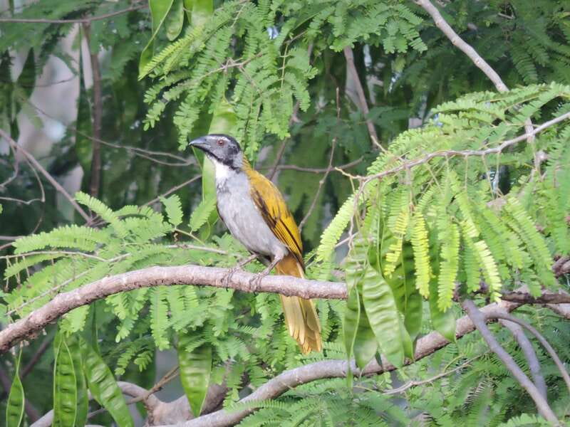 Cancún: Guided Birdwatching Hike - Who should book this hike