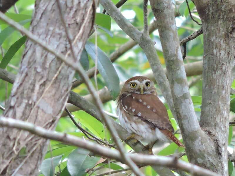 Cancún: Guided Birdwatching Hike - Why the early timing helps