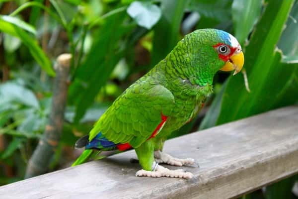 Cancun: Private Birdwatching Tour - Key points to know before you book