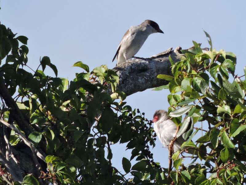 Cancun: Private Birdwatching Tour - Practical timing and cancellation advice